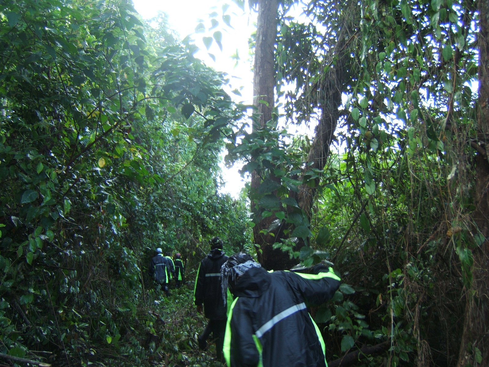 SHADE’s community forestry efforts in Sierra Leone
